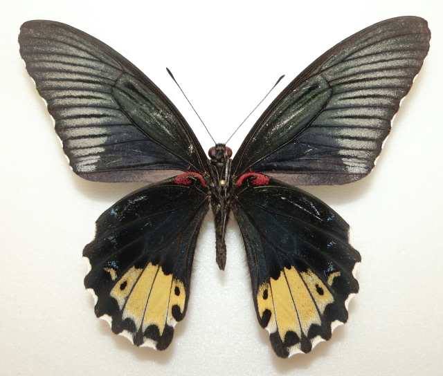 Papilio forbesi (aberration, sumatra is. indonesia) (Internet Image property of respective owner, non-commercial use only)